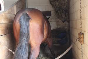 Horses - Pictures I took at Watchung Stables. Half of the horses are kept in very small and cramped stalls during the day while being used for riding, along with horses having bad backs due to excessive ridding all their lives. - Captured at Watchung Stables, Mountainside NJ United States.