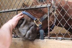 Horses - Pictures I took at Watchung Stables. Half of the horses are kept in very small and cramped stalls during the day while being used for riding, along with horses having bad backs due to excessive ridding all their lives. - Captured at Watchung Stables, Mountainside NJ United States.