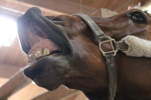 Horses - Pictures I took at Watchung Stables. Half of the horses are kept in very small and cramped stalls during the day while being used for riding, along with horses having bad backs due to excessive ridding all their lives. - Captured at Watchung Stables, Mountainside NJ United States.