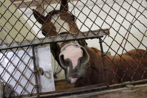 Horses - Pictures I took at Watchung Stables. Half of the horses are kept in very small and cramped stalls during the day while being used for riding, along with horses having bad backs due to excessive ridding all their lives. - Captured at Watchung Stables, Mountainside NJ United States.