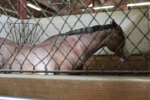 Horses - Pictures I took at Watchung Stables. Half of the horses are kept in very small and cramped stalls during the day while being used for riding, along with horses having bad backs due to excessive ridding all their lives. - Captured at Watchung Stables, Mountainside NJ United States.