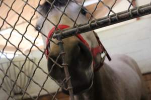 Horses - Pictures I took at Watchung Stables. Half of the horses are kept in very small and cramped stalls during the day while being used for riding, along with horses having bad backs due to excessive ridding all their lives. - Captured at Watchung Stables, Mountainside NJ United States.