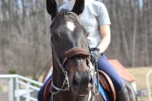 Horses - Pictures I took at Watchung Stables. Half of the horses are kept in very small and cramped stalls during the day while being used for riding, along with horses having bad backs due to excessive ridding all their lives. - Captured at Watchung Stables, Mountainside NJ United States.