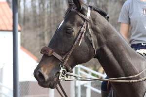 Horses - Pictures I took at Watchung Stables. Half of the horses are kept in very small and cramped stalls during the day while being used for riding, along with horses having bad backs due to excessive ridding all their lives. - Captured at Watchung Stables, Mountainside NJ United States.