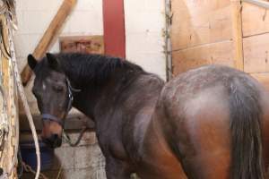 Horses - Pictures I took at Watchung Stables. Half of the horses are kept in very small and cramped stalls during the day while being used for riding, along with horses having bad backs due to excessive ridding all their lives. - Captured at Watchung Stables, Mountainside NJ United States.