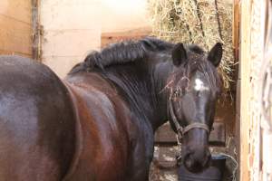 Horses - Pictures I took at Watchung Stables. Half of the horses are kept in very small and cramped stalls during the day while being used for riding, along with horses having bad backs due to excessive ridding all their lives. - Captured at Watchung Stables, Mountainside NJ United States.