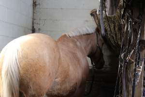 Horses - Pictures I took at Watchung Stables. Half of the horses are kept in very small and cramped stalls during the day while being used for riding, along with horses having bad backs due to excessive ridding all their lives. - Captured at Watchung Stables, Mountainside NJ United States.