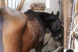 Horses - Pictures I took at Watchung Stables. Half of the horses are kept in very small and cramped stalls during the day while being used for riding, along with horses having bad backs due to excessive ridding all their lives. - Captured at Watchung Stables, Mountainside NJ United States.