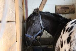 Horses - Pictures I took at Watchung Stables. Half of the horses are kept in very small and cramped stalls during the day while being used for riding, along with horses having bad backs due to excessive ridding all their lives. - Captured at Watchung Stables, Mountainside NJ United States.