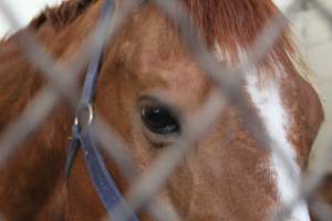 Horses - Pictures I took at Watchung Stables. Half of the horses are kept in very small and cramped stalls during the day while being used for riding, along with horses having bad backs due to excessive ridding all their lives. - Captured at Watchung Stables, Mountainside NJ United States.