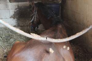 Horses - Pictures I took at Watchung Stables. Half of the horses are kept in very small and cramped stalls during the day while being used for riding, along with horses having bad backs due to excessive ridding all their lives. - Captured at Watchung Stables, Mountainside NJ United States.