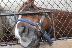 Horses - Pictures I took at Watchung Stables. Half of the horses are kept in very small and cramped stalls during the day while being used for riding, along with horses having bad backs due to excessive ridding all their lives. - Captured at Watchung Stables, Mountainside NJ United States.