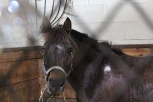 Horses - Pictures I took at Watchung Stables. Half of the horses are kept in very small and cramped stalls during the day while being used for riding, along with horses having bad backs due to excessive ridding all their lives. - Captured at Watchung Stables, Mountainside NJ United States.