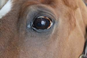 Horses - Pictures I took at Watchung Stables. Half of the horses are kept in very small and cramped stalls during the day while being used for riding, along with horses having bad backs due to excessive ridding all their lives. - Captured at Watchung Stables, Mountainside NJ United States.