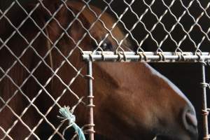 Horses - Pictures I took at Watchung Stables. Half of the horses are kept in very small and cramped stalls during the day while being used for riding, along with horses having bad backs due to excessive ridding all their lives. - Captured at Watchung Stables, Mountainside NJ United States.