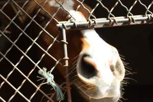 Horses - Pictures I took at Watchung Stables. Half of the horses are kept in very small and cramped stalls during the day while being used for riding, along with horses having bad backs due to excessive ridding all their lives. - Captured at Watchung Stables, Mountainside NJ United States.