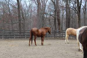 Horses - Pictures I took at Watchung Stables. Half of the horses are kept in very small and cramped stalls during the day while being used for riding, along with horses having bad backs due to excessive ridding all their lives. - Captured at Watchung Stables, Mountainside NJ United States.