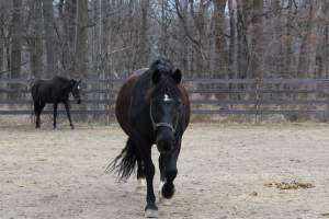 Horses - Pictures I took at Watchung Stables. Half of the horses are kept in very small and cramped stalls during the day while being used for riding, along with horses having bad backs due to excessive ridding all their lives. - Captured at Watchung Stables, Mountainside NJ United States.