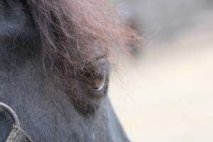 Horses - Pictures I took at Watchung Stables. Half of the horses are kept in very small and cramped stalls during the day while being used for riding, along with horses having bad backs due to excessive ridding all their lives. - Captured at Watchung Stables, Mountainside NJ United States.