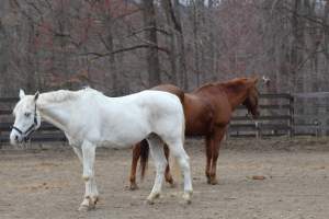 Horses - Pictures I took at Watchung Stables. Half of the horses are kept in very small and cramped stalls during the day while being used for riding, along with horses having bad backs due to excessive ridding all their lives. - Captured at Watchung Stables, Mountainside NJ United States.