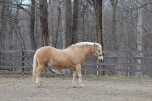 Horses - Pictures I took at Watchung Stables. Half of the horses are kept in very small and cramped stalls during the day while being used for riding, along with horses having bad backs due to excessive ridding all their lives. - Captured at Watchung Stables, Mountainside NJ United States.