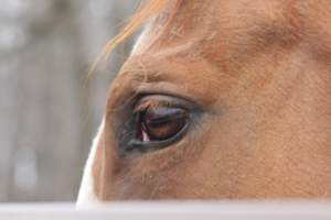 Horses - Pictures I took at Watchung Stables. Half of the horses are kept in very small and cramped stalls during the day while being used for riding, along with horses having bad backs due to excessive ridding all their lives. - Captured at Watchung Stables, Mountainside NJ United States.