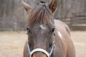 Horses - Pictures I took at Watchung Stables. Half of the horses are kept in very small and cramped stalls during the day while being used for riding, along with horses having bad backs due to excessive ridding all their lives. - Captured at Watchung Stables, Mountainside NJ United States.