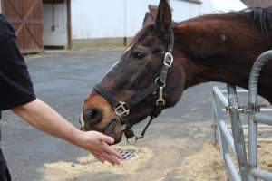 Horses - Pictures I took at Watchung Stables. Half of the horses are kept in very small and cramped stalls during the day while being used for riding, along with horses having bad backs due to excessive ridding all their lives. - Captured at Watchung Stables, Mountainside NJ United States.