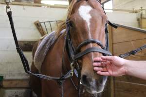 Horses - Pictures I took at Watchung Stables. Half of the horses are kept in very small and cramped stalls during the day while being used for riding, along with horses having bad backs due to excessive ridding all their lives. - Captured at Watchung Stables, Mountainside NJ United States.