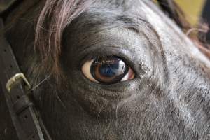 Horses - Pictures I took at Watchung Stables. Half of the horses are kept in very small and cramped stalls during the day while being used for riding, along with horses having bad backs due to excessive ridding all their lives. - Captured at Watchung Stables, Mountainside NJ United States.