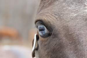 Horses - Pictures I took at Watchung Stables. Half of the horses are kept in very small and cramped stalls during the day while being used for riding, along with horses having bad backs due to excessive ridding all their lives. - Captured at Watchung Stables, Mountainside NJ United States.