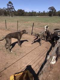 Greyhound breeders - Backyard greyhound dog breeders for the greyhound racing industry. Suspicious fire took place on property Jan 2019, some dogs perished. Dogs are living outside in tin sheds in dirt paddock runs. - Captured at King Street, Coonamble NSW.