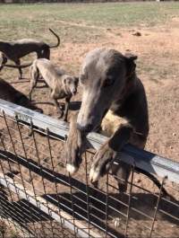 Greyhound breeders - Backyard greyhound dog breeders for the greyhound racing industry. Suspicious fire took place on property Jan 2019, some dogs perished. Dogs are living outside in tin sheds in dirt paddock runs. - Captured at King Street, Coonamble NSW.