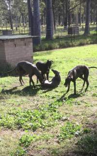 Greyhound breeders - Backyard greyhound dog breeders for the greyhound racing industry. Suspicious fire took place on property Jan 2019, some dogs perished. Dogs are living outside in tin sheds in dirt paddock runs. - Captured at King Street, Coonamble NSW.