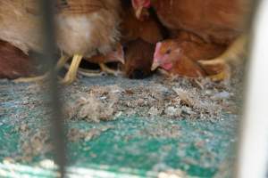 truck delivery from marys organic chicken farm - at las vegas animal save event we bore witness to speciesism - Captured at highland poultry llc.