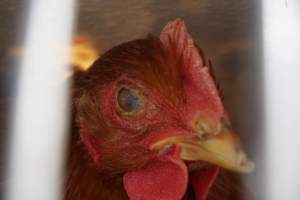 truck delivery from marys organic chicken farm - at las vegas animal save event we bore witness to speciesism - Captured at highland poultry llc.