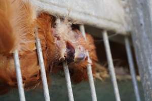 truck delivery from marys organic chicken farm - at las vegas animal save event we bore witness to speciesism - Captured at highland poultry llc.