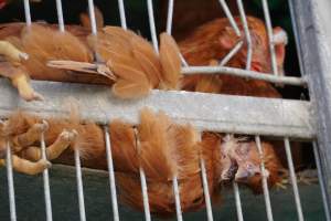 truck delivery from marys organic chicken farm - at las vegas animal save event we bore witness to speciesism - Captured at highland poultry llc.