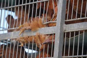 truck delivery from marys organic chicken farm - at las vegas animal save event we bore witness to speciesism - Captured at highland poultry llc.