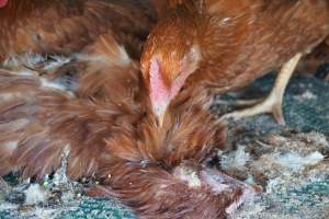 truck delivery from marys organic chicken farm - at las vegas animal save event we bore witness to speciesism - Captured at highland poultry llc.