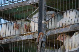 truck delivery from marys organic chicken farm - at las vegas animal save event we bore witness to speciesism - Captured at highland poultry llc.