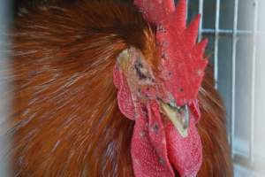 truck delivery from marys organic chicken farm - at las vegas animal save event we bore witness to speciesism - Captured at highland poultry llc.