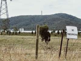 View of Premier Farms from Thompsons Creek Road - 6 layer hen sheds of 15,000 birds each and 1 'growing' shed. - Captured at Premier Farms, Portland NSW Australia.