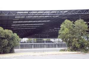 Captured at Shepparton Regional Saleyards, Shepparton VIC Australia.