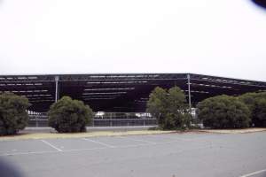 Captured at Shepparton Regional Saleyards, Shepparton VIC Australia.