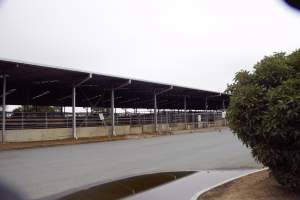 Captured at Shepparton Regional Saleyards, Shepparton VIC Australia.