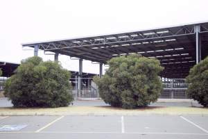 Captured at Shepparton Regional Saleyards, Shepparton VIC Australia.