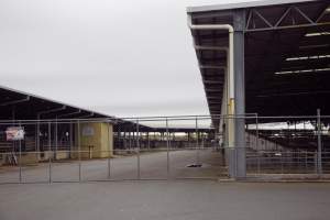 Captured at Shepparton Regional Saleyards, Shepparton VIC Australia.