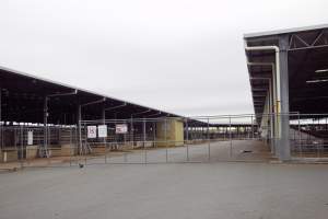 Captured at Shepparton Regional Saleyards, Shepparton VIC Australia.