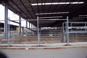 Captured at Shepparton Regional Saleyards, Shepparton VIC Australia.